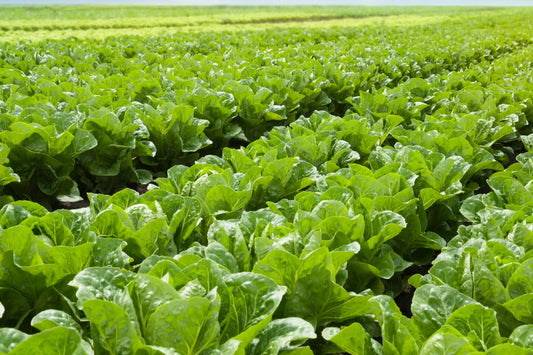 Types of Lettuce & Their Nutritional Information